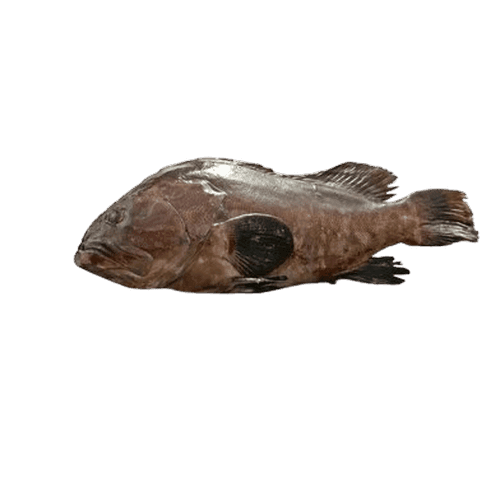 GROUPER