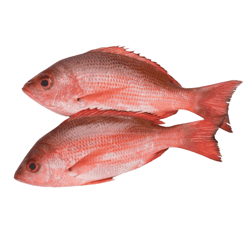 RED FISH