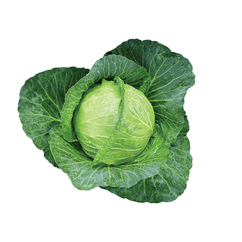 CABBAGE