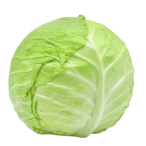 CABBAGE