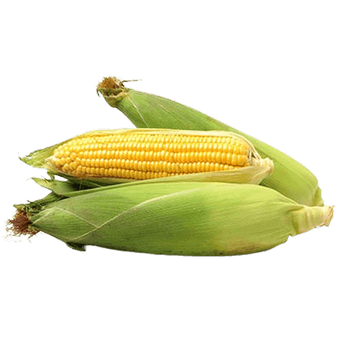 CORN