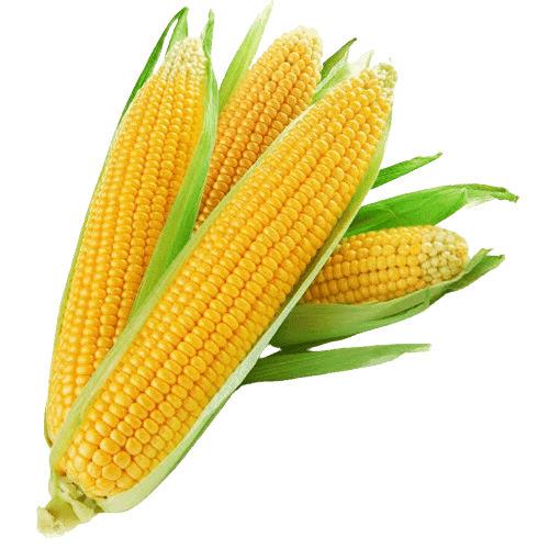 CORN