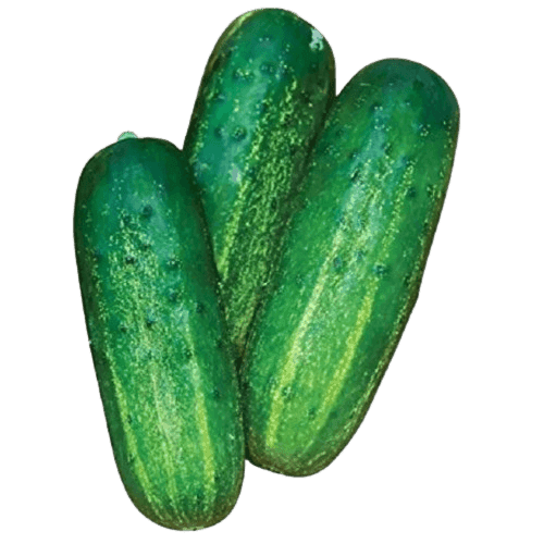 CUCUMBER