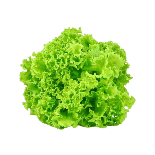 LETTUCE