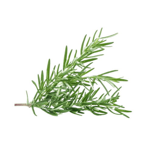 ROSEMARY